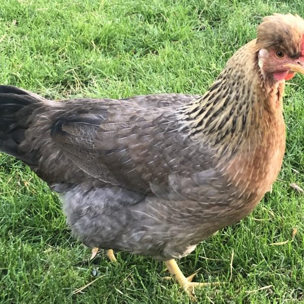 Cream Legbar Pullets
