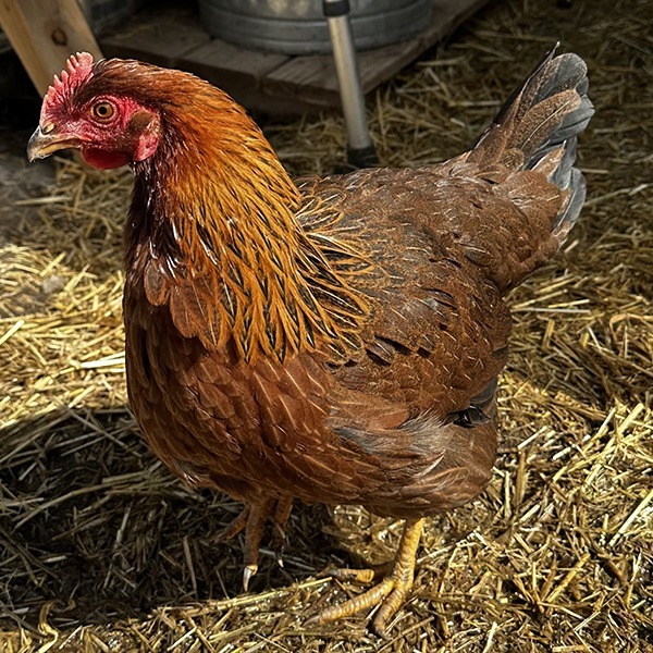 Welsummer Pullets