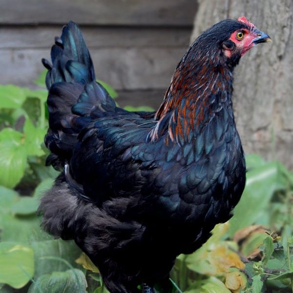 Black Copper Maran - Pullets