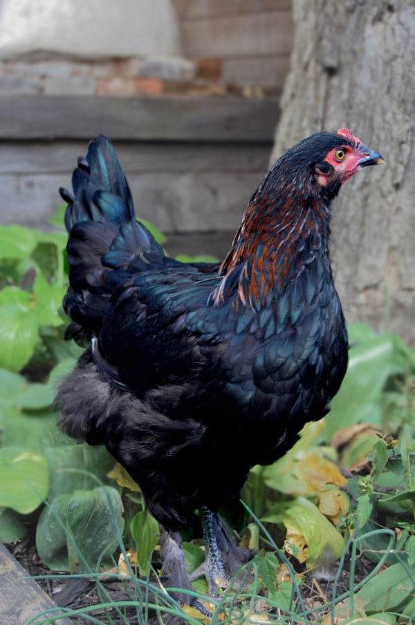 Black Copper Maran - Pullets