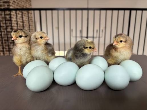 Cream Legbar Chicks