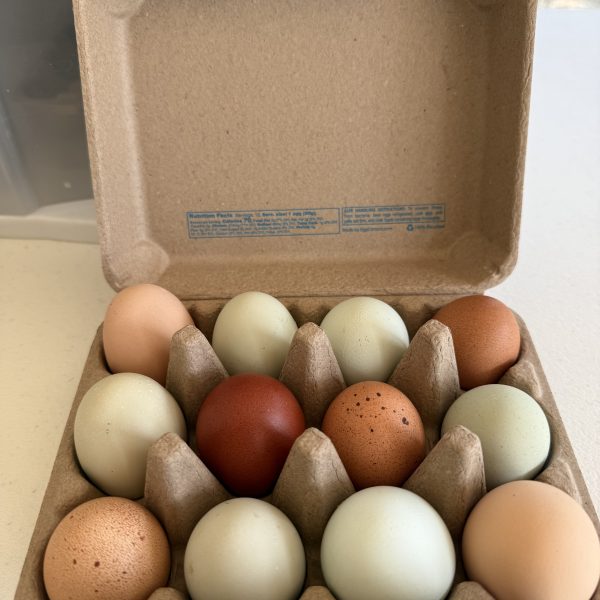 open recycled pulp square carton containing blue, green, speckled and dk brown eggs