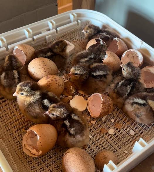 Welsummer - Day Old Chicks